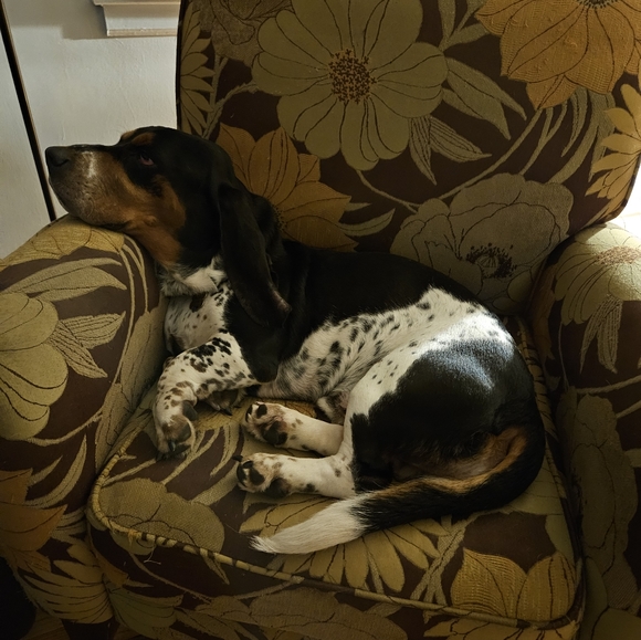 Meet your Posher, Victoria - Picture 4 of 6